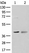 ADH5 Polyclonal Antibody – Figure 1 of 2