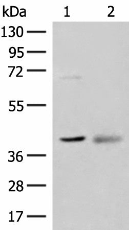ADH5 Polyclonal Antibody – Figure 1 of 2