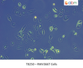 RWV366T Cells | Applied Biological Materials (abm)