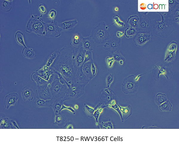 RWV366T Cells | Applied Biological Materials (abm)