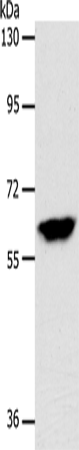 INA Polyclonal Antibody – Figure 1 of 2