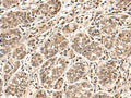 HGH1 Polyclonal Antibody – Figure 1 of 2