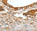 COL1A2 Polyclonal Antibody – Figure 1 of 3