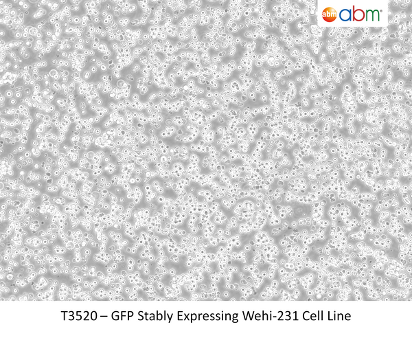 GFP Stably Expressing Wehi-231 Cell Line | Applied Biological Materials (abm)