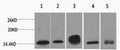 Histone H2B Monoclonal Antibody – Figure 1 of 3