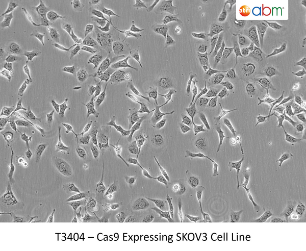 Cas9 Expressing SKOV3 Cell Line | Applied Biological Materials (abm)