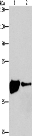 MAPK11 Polyclonal Antibody – Figure 1 of 4