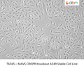 MAVS CRISPR Knockout A549 Stable Cell Line | Applied Biological Materials (abm)