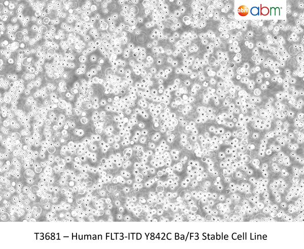 Human FLT3-ITD Y842C Ba/F3 Stable Cell Line | Applied Biological Materials (abm)