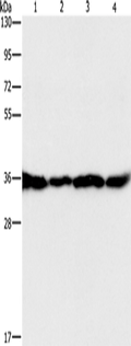 GNB1 Polyclonal Antibody – Figure 1 of 2