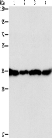 GNB1 Polyclonal Antibody – Figure 1 of 2
