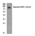 Cleaved-PARP1 (G215) Polyclonal Antibody – Figure 1 of 2