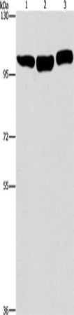 DNM2 Polyclonal Antibody – Figure 1 of 4