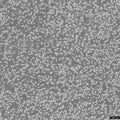 JeKo-1 cell