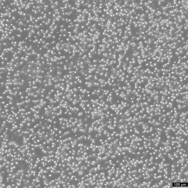 JeKo-1 cell