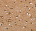 NDRG3 Polyclonal Antibody – Figure 1 of 3