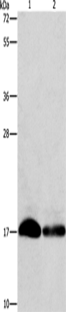 IFITM3 Polyclonal Antibody – Figure 1 of 2