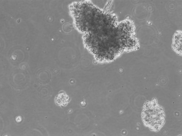 Jiyoye cell