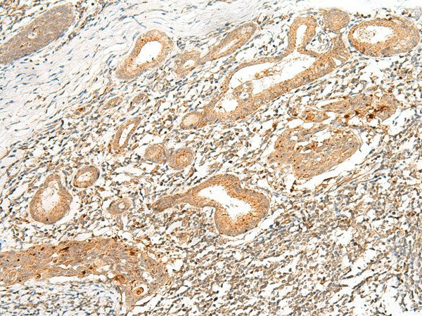 HLA-G Polyclonal Antibody – Figure 1 of 2