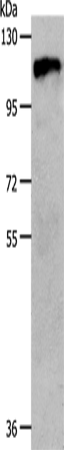 c-Fms Polyclonal Antibody – Figure 1 of 2