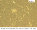 Immortalized Human Tonsillar Epithelial Cells (HTE) | Applied Biological Materials (abm)