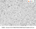 Human FLT3-Y768F/Y955F/Y969F Ba/F3 Stable Cell Line | Applied Biological Materials (abm)
