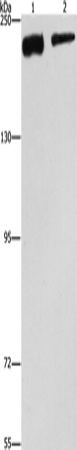 CLTC Polyclonal Antibody – Figure 1 of 6