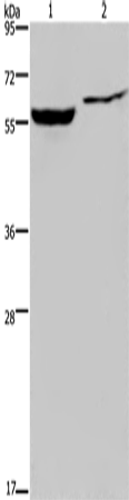 IMPDH1 Polyclonal Antibody – Figure 1 of 2