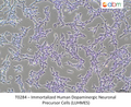 Immortalized Human Dopaminergic Neuronal Precursor Cells (LUHMES) | Applied Biological Materials (abm)