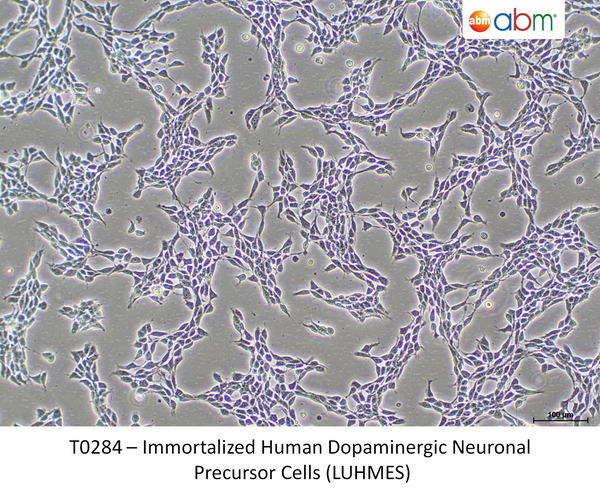 Immortalized Human Dopaminergic Neuronal Precursor Cells (LUHMES) | Applied Biological Materials (abm)