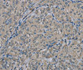 EDN1 Polyclonal Antibody – Figure 1 of 3