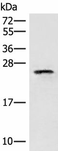 EIF3K Polyclonal Antibody – Figure 1 of 3