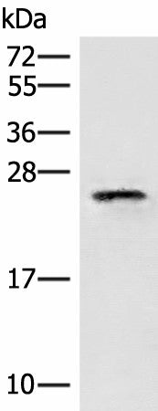 EIF3K Polyclonal Antibody – Figure 1 of 3