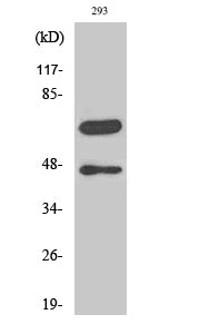 Cleaved-CASP8 (D384) Polyclonal Antibody – Figure 1 of 4
