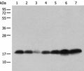 BUD31 Polyclonal Antibody – Figure 1 of 4