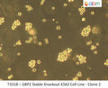 GBP2 Stable Knockout K562 Cell Line - Clone 2 | Applied Biological Materials (abm)