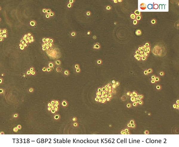 GBP2 Stable Knockout K562 Cell Line - Clone 2 | Applied Biological Materials (abm)