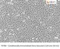 Conditionally Immortalized Stria Vascularis Cell Line (SV-k1) | Applied Biological Materials (abm)