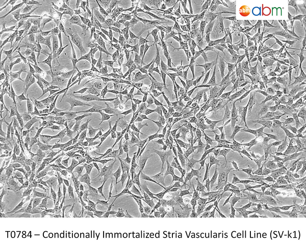 Conditionally Immortalized Stria Vascularis Cell Line (SV-k1) | Applied Biological Materials (abm)
