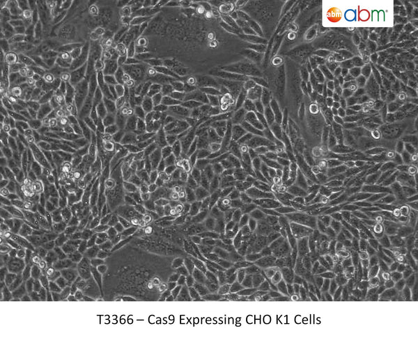 Cas9 Expressing CHO-K1 Cell Line | Applied Biological Materials (abm)