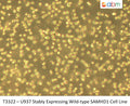 U937 Stably Expressing Wild-type SAMHD1 Cell Line | Applied Biological Materials (abm)