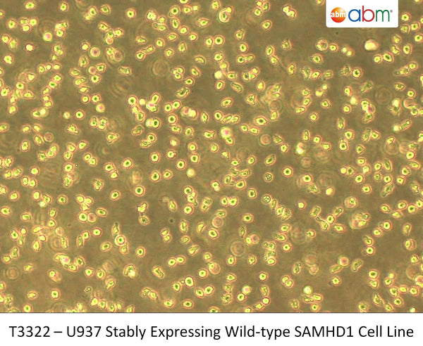 U937 Stably Expressing Wild-type SAMHD1 Cell Line | Applied Biological Materials (abm)