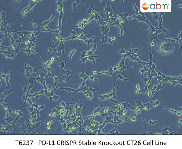 PD-L1 CRISPR Stable Knockout CT26 Cell Line | Applied Biological Materials (abm)
