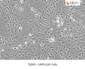 UPPL1541 Cells | Applied Biological Materials (abm)