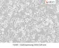 Cas9 Expressing USO2 Cell Line | Applied Biological Materials (abm)