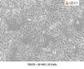 SK-MEL-24 Cells | Applied Biological Materials (abm)
