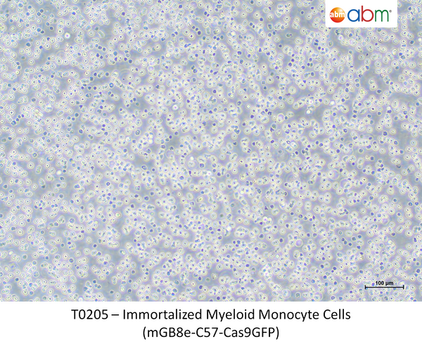 Immortalized Myeloid Monocyte Cells (mGB8e-C57-Cas9GFP) – Figure 1 of 1