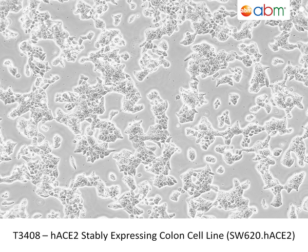 hACE2 Stably Expressing Colon Cell Line (SW620.hACE2) – Figure 1 of 1