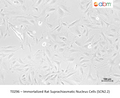 Immortalized Rat Suprachiasmatic Nucleus Cells (SCN2.2) – Figure 1 of 1