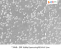 GFP Stably Expressing REH Cell Line | Applied Biological Materials (abm)